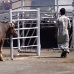 दिल्ली का गाजीपुर बूचड़खाना तीन दिनों के लिए बंद, मेयर ने किया मुआयना